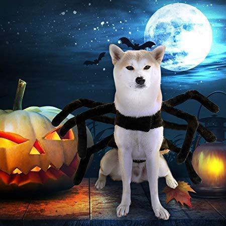 Spider Costume for Dogs and Cats，Halloween Party Dress Up - MekMart